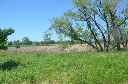 A sunny landscape featuring tall grass, a tree, and a field of crops under a clear blue sky.