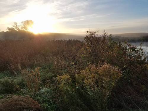 Sunrise over a misty landscape, with tall grasses and shrubs in the foreground and rolling hills in the background.