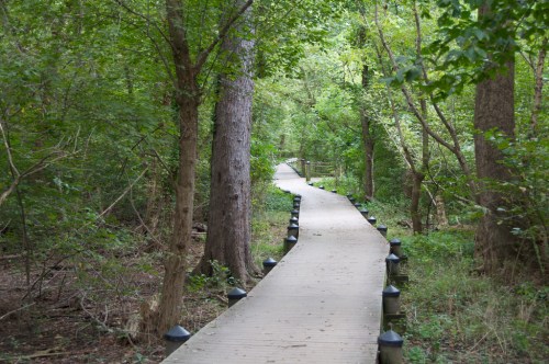 A winding wooden boardwalk through a lush green forest, surrounded by trees and natural foliage.