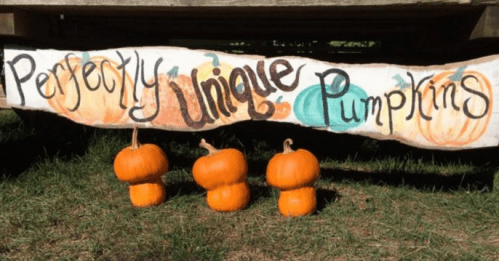 A sign reading "Perfectly Unique Pumpkins" above three uniquely shaped orange pumpkins on grass.