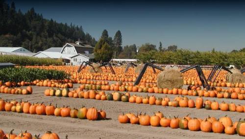 A pumpkin patch filled with rows of orange pumpkins, surrounded by green fields and a farmhouse in the background.