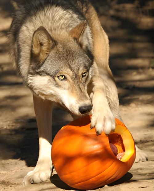 A wolf curiously interacts with a carved pumpkin, using its paw to explore the hollowed interior.