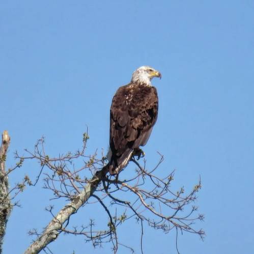A bald eagle perched on a bare tree branch against a clear blue sky.