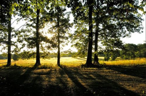 Sunlight filters through trees, casting long shadows on a grassy field, creating a serene, peaceful landscape.