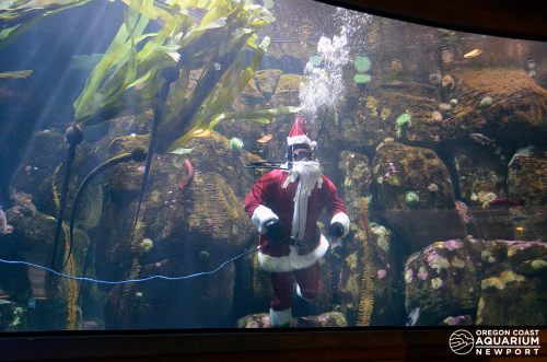 A diver in a Santa costume swims among colorful fish in an aquarium, surrounded by underwater plants.