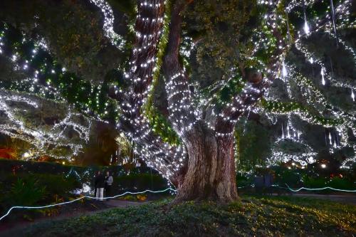 A large tree adorned with sparkling white lights, surrounded by a festive atmosphere and people enjoying the display.