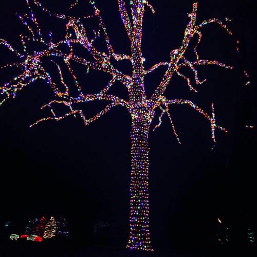 A large tree adorned with colorful lights, glowing brightly against a dark night sky.