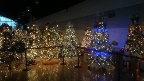 A festive display of multiple decorated Christmas trees, all adorned with colorful lights and ornaments.
