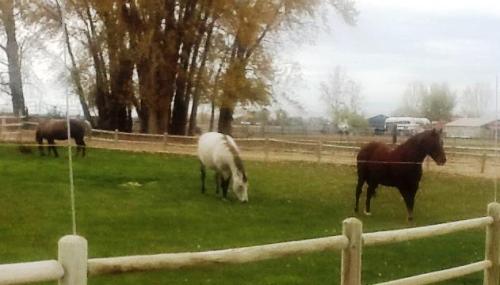 Three horses grazing in a grassy field, surrounded by trees and a wooden fence.