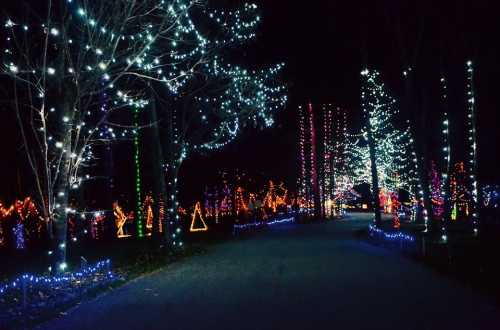 A nighttime scene of a path lined with colorful holiday lights and illuminated trees in a festive display.