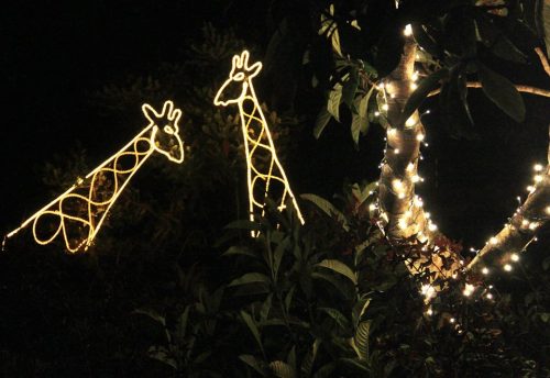 Two illuminated giraffes made of lights, surrounded by greenery and twinkling fairy lights at night.