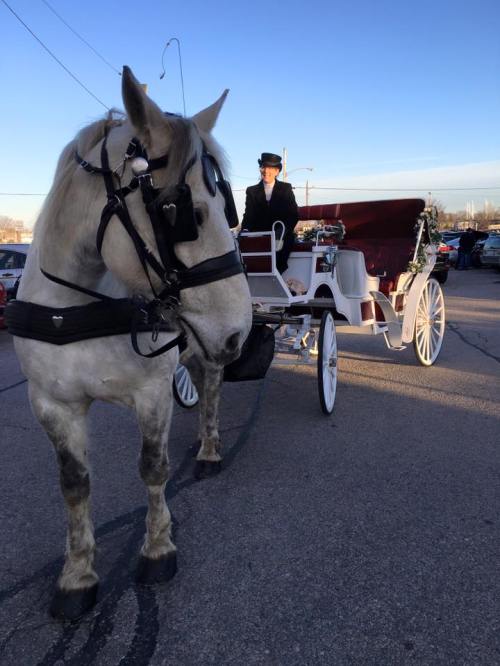 A white horse pulls a carriage with a driver in formal attire, set against a clear blue sky.