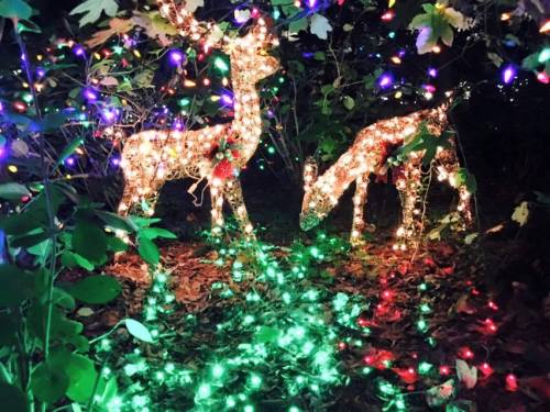 Two illuminated deer decorations surrounded by colorful holiday lights in a dark, leafy setting.