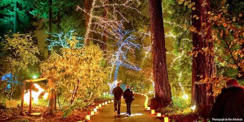 A couple walks along a lit path in a forest, surrounded by trees adorned with colorful lights.