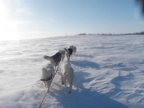 A team of dogs pulling a sled across a snowy landscape under a clear blue sky.