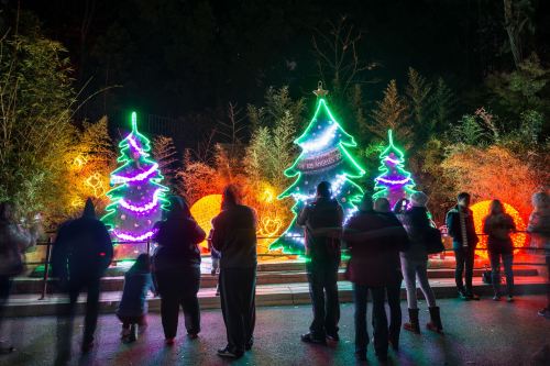 People admire brightly lit Christmas trees and decorations at night in a festive outdoor setting.