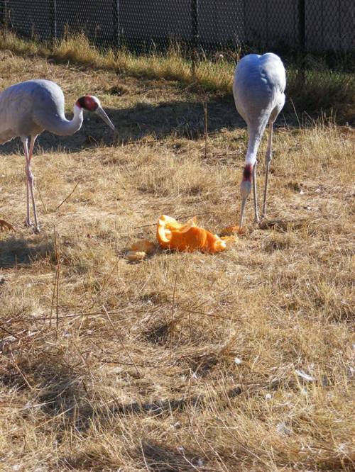Two cranes peck at a bright orange object on dry grass, with a fence in the background.