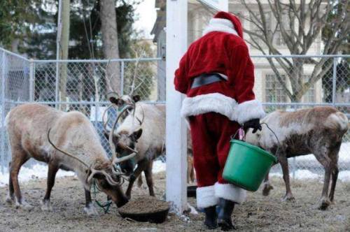 Santa in a red suit feeds reindeer in a snowy enclosure, surrounded by a fence and trees.