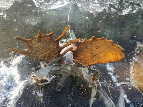 Moose antlers partially submerged in ice, surrounded by frozen water and debris.