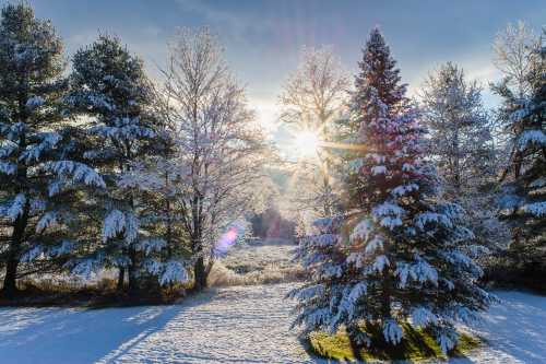 A winter landscape with snow-covered trees and sunlight shining through, creating a serene and peaceful atmosphere.