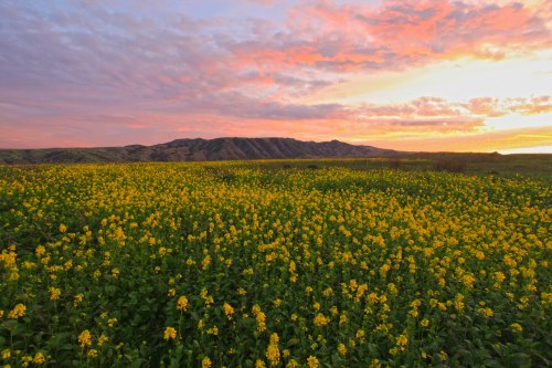 A vibrant field of yellow flowers under a colorful sunset with rolling hills in the background.