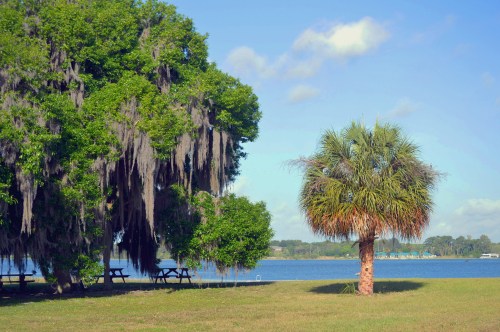 A lush green park with a large tree draped in Spanish moss and a palm tree by a calm lake under a clear blue sky.