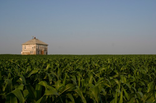 A solitary, weathered house stands amidst a vast field of tall green corn under a clear blue sky.