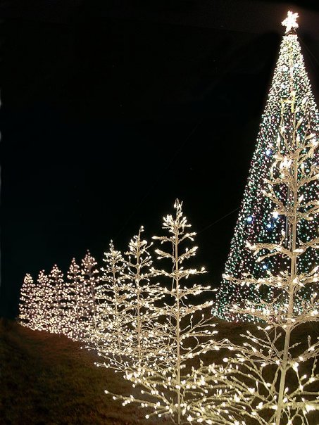 A brightly lit Christmas tree and smaller illuminated trees against a dark night sky.