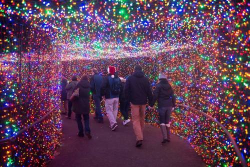 A group of people walking through a colorful tunnel of twinkling holiday lights.