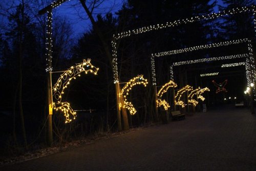 A pathway illuminated by festive lights shaped like giraffes, surrounded by trees at dusk.