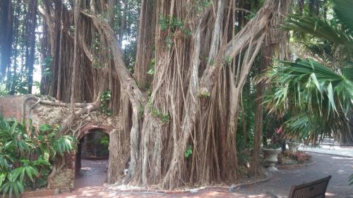 A large banyan tree with thick, hanging roots and lush greenery surrounding it in a serene garden setting.