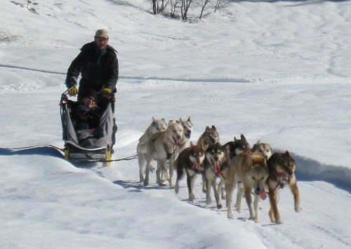 A person drives a dog sled team through snowy terrain, with several huskies pulling the sled.