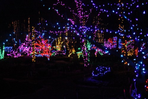 A vibrant display of colorful lights illuminating trees in a dark setting, creating a festive atmosphere.