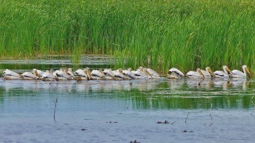 A line of white pelicans swimming in a calm waterway, surrounded by tall green grasses.