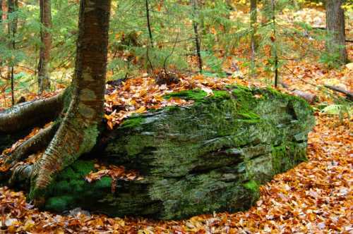 A moss-covered rock surrounded by autumn leaves and trees in a forest setting.