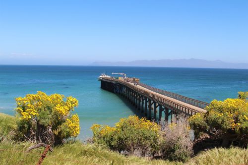 A wooden pier extends into a calm blue ocean, surrounded by vibrant yellow flowers and green grass under a clear sky.