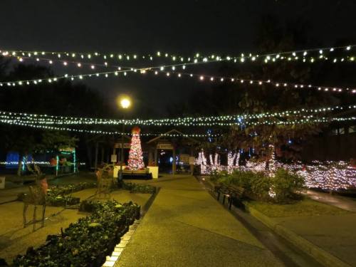 A festive park at night, adorned with string lights and a decorated Christmas tree, creating a cheerful atmosphere.