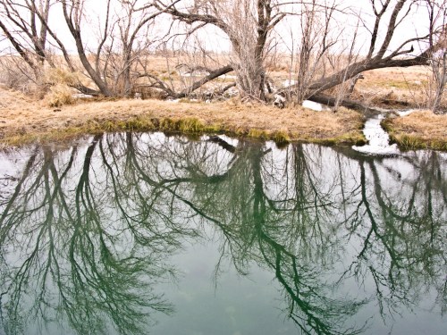 A tranquil scene of a still pond reflecting bare trees and dry grass under a cloudy sky.