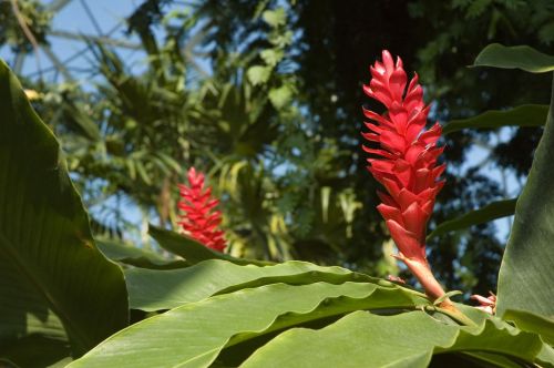 A vibrant red ginger flower stands tall among lush green leaves in a tropical setting.