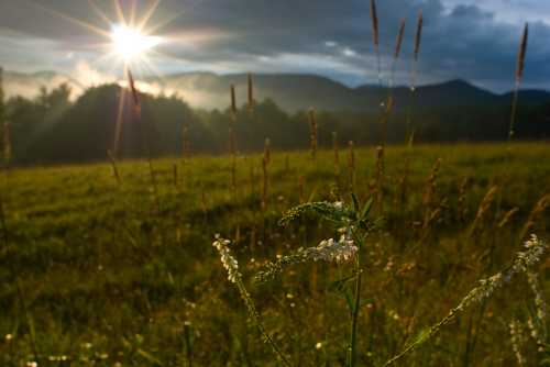 A sunlit field with tall grass and wildflowers, set against a backdrop of mountains and a cloudy sky.