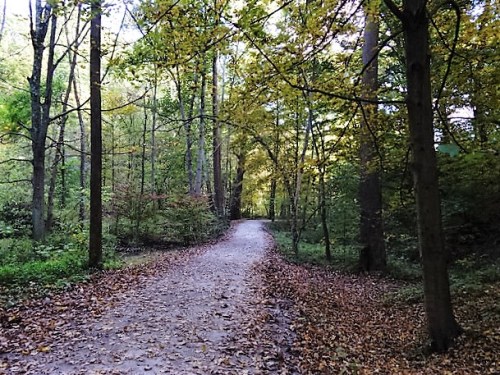 A winding dirt path through a forest with trees displaying autumn foliage and fallen leaves on the ground.