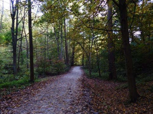A winding dirt path through a forest with autumn leaves and trees in vibrant fall colors.