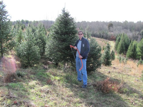 A person stands in a field of evergreen trees, holding a measuring tape and preparing to select a Christmas tree.