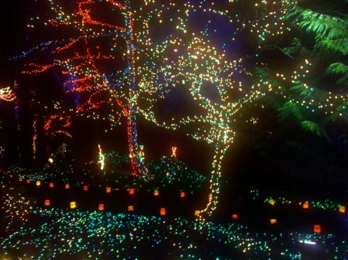A vibrant display of colorful holiday lights illuminating trees and pathways in a dark setting.