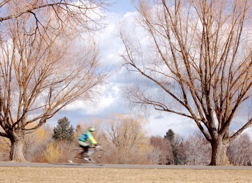 A cyclist in motion rides along a path lined with bare trees under a cloudy sky.