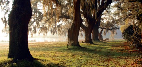 A serene landscape featuring tall trees draped in Spanish moss beside a calm lake, with soft morning light.