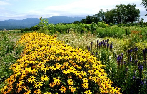 A vibrant field of yellow flowers with mountains in the background, surrounded by lush greenery and purple blooms.