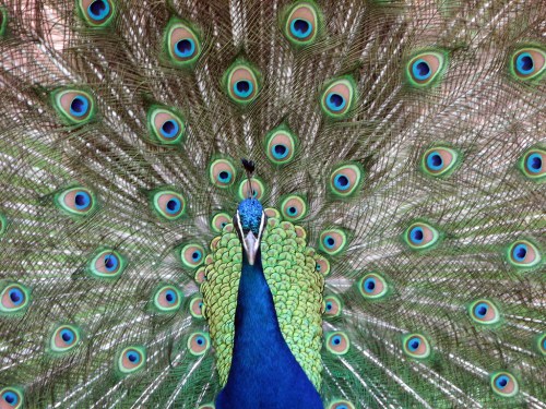 A vibrant peacock displaying its colorful fan of feathers, showcasing intricate patterns and vivid hues.
