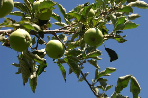 A close-up of a branch with green apples and lush leaves against a clear blue sky.