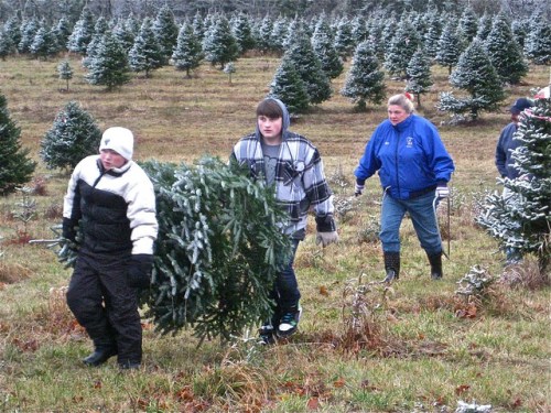 People carrying a Christmas tree through a snowy field of evergreen trees.